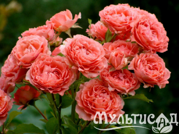 image_8165532_16141368