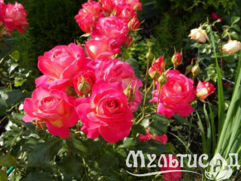 Дизайн без названия (25)