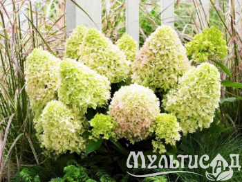 Морозостойкость до -23с - 2025-07-29T143831.958