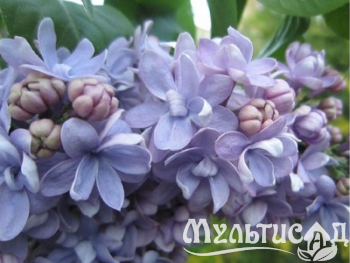 Креатив без названия (2)