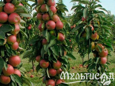 Дизайн без названия (11)