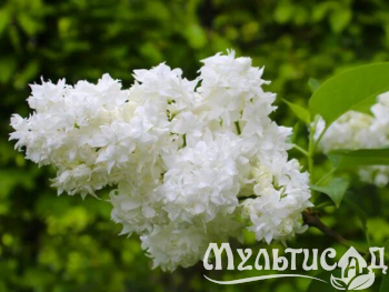 Креатив без названия (5)