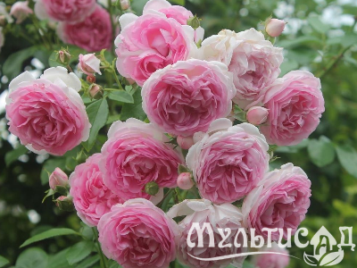 Креатив без названия (2)