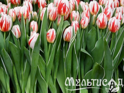 Дизайн без названия (7)