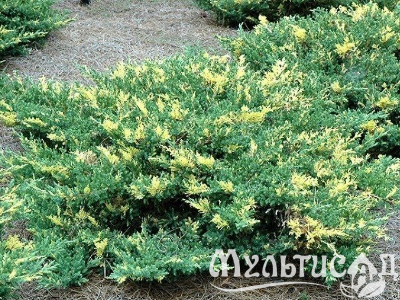 Креатив без названия (31)