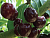 image_8255520_16451546