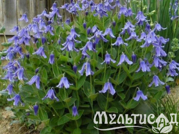 Креатив без названия (6)