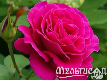 Креатив без названия (8)
