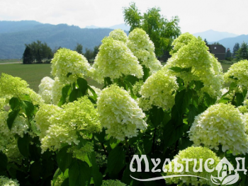 image_6895822_13179969