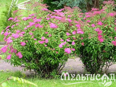 Креатив без названия (7)
