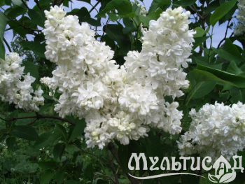 Креатив без названия (1)