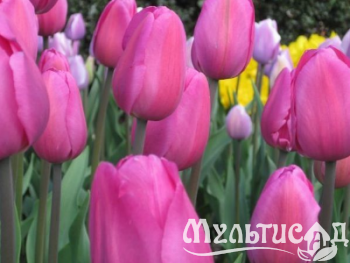 Креатив без названия
