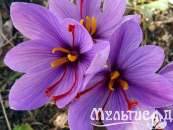Дизайн без названия