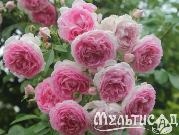Креатив без названия (2)