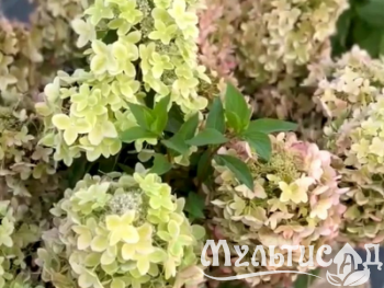 Туя - 2025-11-14T155142.340