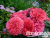 image_8165532_16155574 image_8165532_16155574