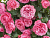 image_8165532_16197238