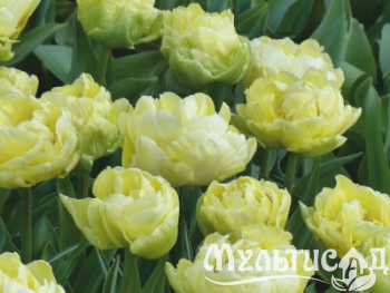 Креатив без названия