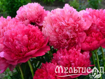 Креатив без названия (11)