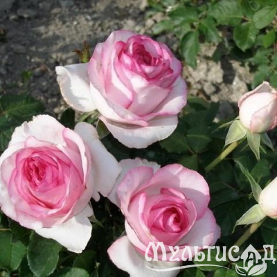 93s1mfkgszsq9es713p93g1l3o16ho0d