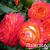 c917443de1221f120fec593a9e475a60 c917443de1221f120fec593a9e475a60