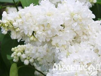 Дизайн без названия (4)