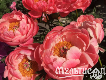 Дизайн без названия (17)