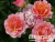 image_8165532_16143173 image_8165532_16143173