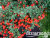 Туя - 2025-11-15T111019.794 Туя - 2025-11-15T111019.794
