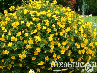 image_8165532_16180515