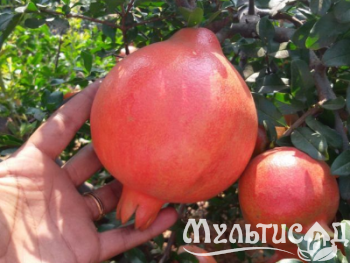 Креатив без названия (14)