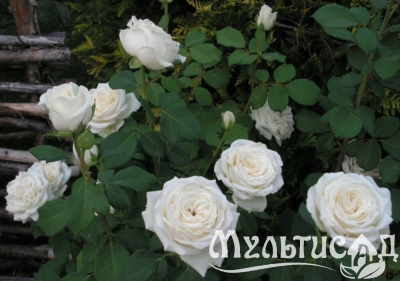 Картинка с сайта