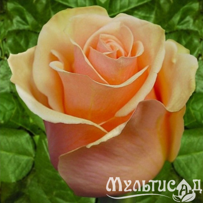 a4a21bbe1bf72309b06c20ecfb729d7d