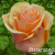 a4a21bbe1bf72309b06c20ecfb729d7d