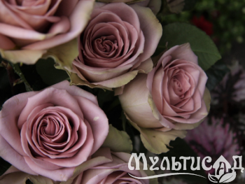 Дизайн без названия (5)