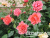 image_8165532_16143138 image_8165532_16143138