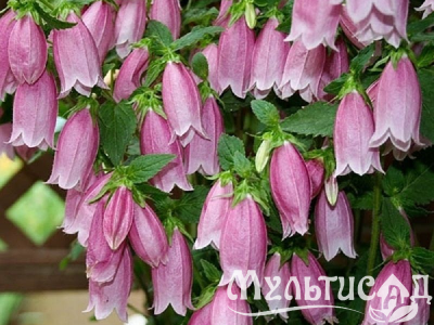 Туя (10)