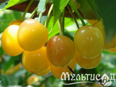 Дизайн без названия (11)