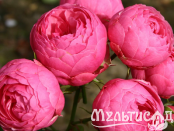 Дизайн без названия (19)