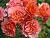 image_8165532_16143110