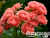 image_8165532_16141368 image_8165532_16141368