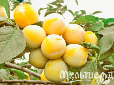 Креатив без названия (2)