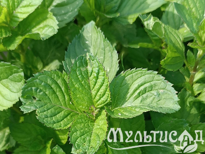 Креатив без названия (14)