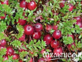 Дизайн без названия (28)