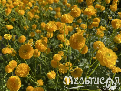 Креатив без названия (5)
