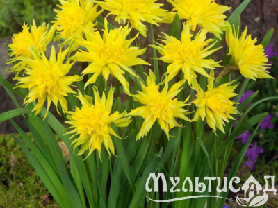 Дизайн без названия (4)