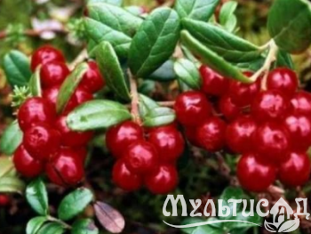 Креатив без названия