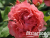 image_8165532_16141390 image_8165532_16141390