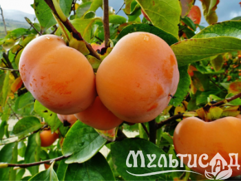 Дизайн без названия (14)
