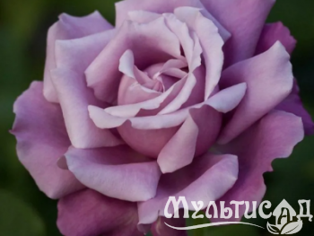 Дизайн без названия (4)